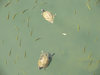50Turnier065big.jpg
